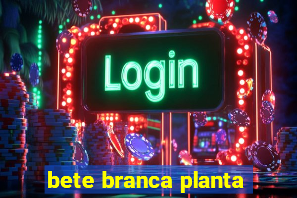 bete branca planta